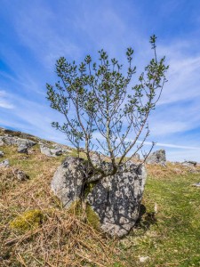 Trees growing in split rocks